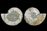 Very Large, Cut & Polished Ammonite Fossil - Madagasar #183361-1